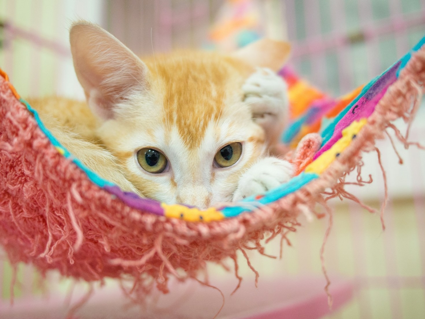 Consejos para cuidar a tu nuevo amigo adoptado